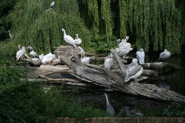 stock image Pelicans family in the zoo-garden Berlin