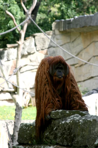 Orangután en el Zoológico de Berlín — Foto de Stock