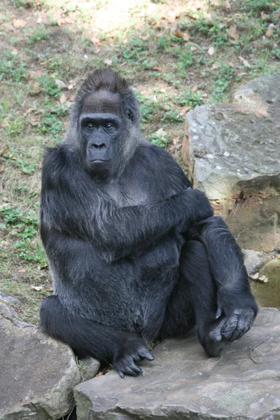 Zwarte orang-oetan in de dierentuin van Berlijn — Stockfoto