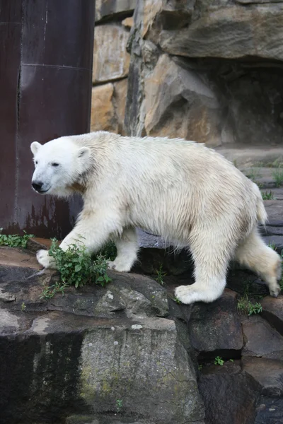Biały niedźwiedź zoo w Berlinie — Zdjęcie stockowe