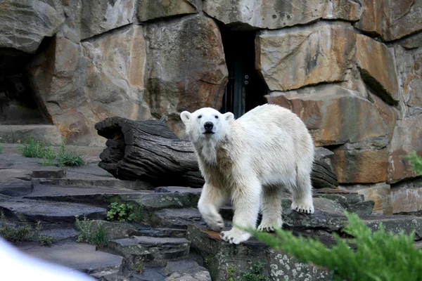 Biały niedźwiedź zoo w Berlinie — Zdjęcie stockowe