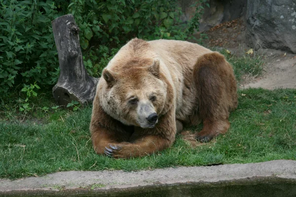 Bruine beer in dierentuin, Berlijn — Stockfoto