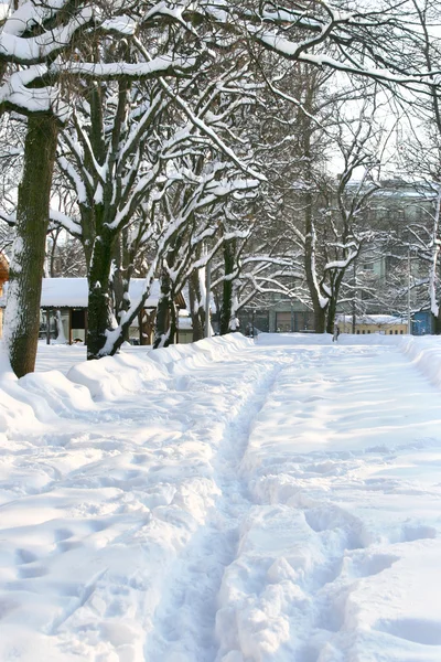 Winter trees in center of Riga — Stock Photo, Image
