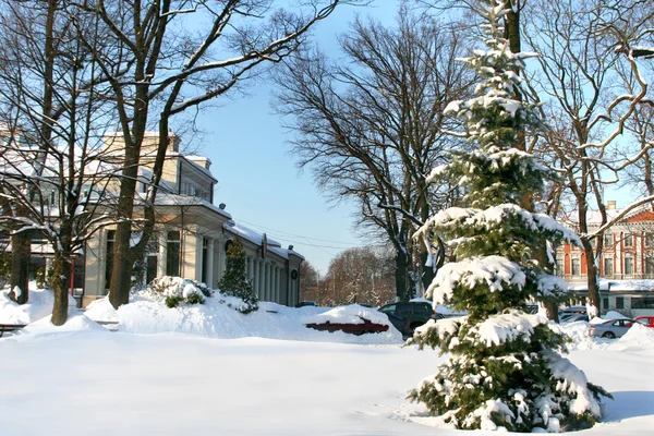 Winter boom in centrum van riga — Stockfoto