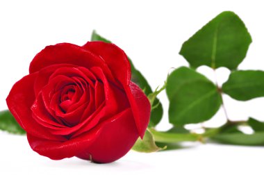 Red rose clipart