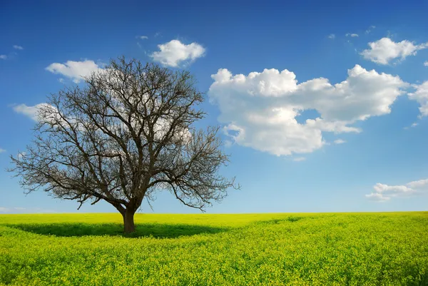 Eenzame boom in een geel veld — Stockfoto