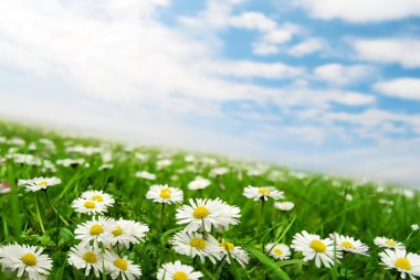 Daisies under the sky clipart