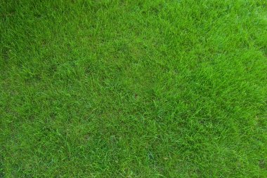 Real green grass texture clipart
