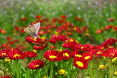 Butterfly on a red flower. clipart