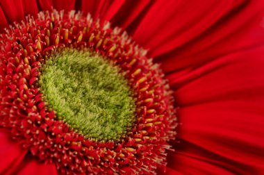 Kırmızı gerbera daisy portre