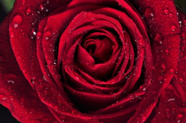 Beautiful red rose with rain drops