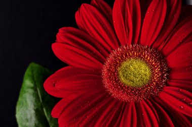 Red daisy on a black bockground clipart