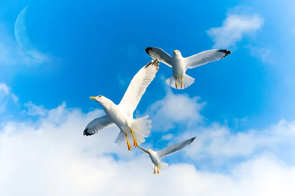 Літаючих птахів — стокове фото