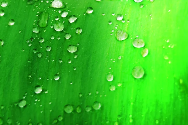 Kapky vody na zelený list — Stock fotografie