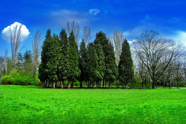 Tree Landscape — Stock Photo, Image