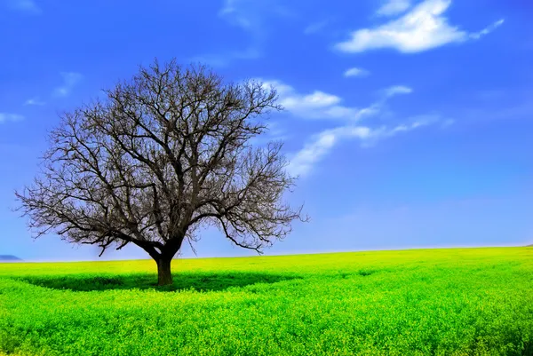 Osamělý strom v žlutém poli — Stock fotografie