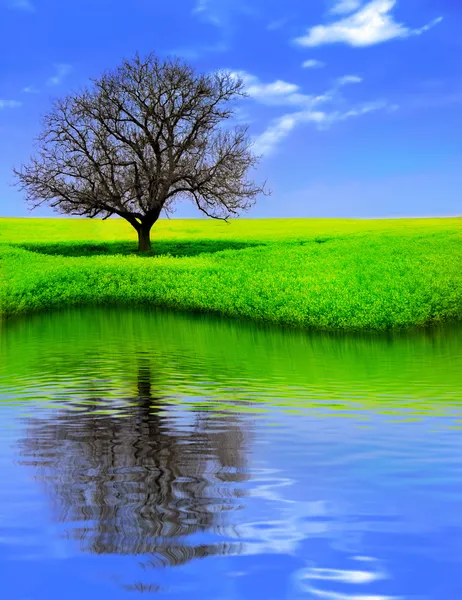 Sarı alan yansıtan içinde yalnız ağaç — Stok fotoğraf
