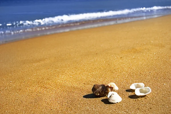 夏、貝殻、砂と海 — ストック写真