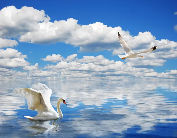 Cisne gracioso nadando no oceano — Fotografia de Stock