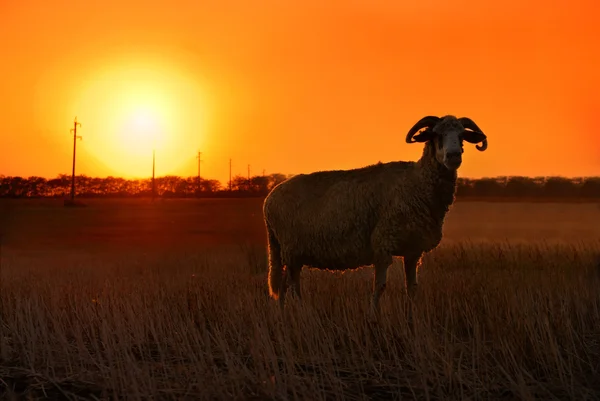 Puesta de sol de ovejas — Foto de Stock