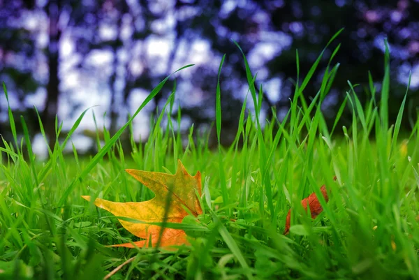 Fresh grass and autumn leaf — Stock Photo, Image