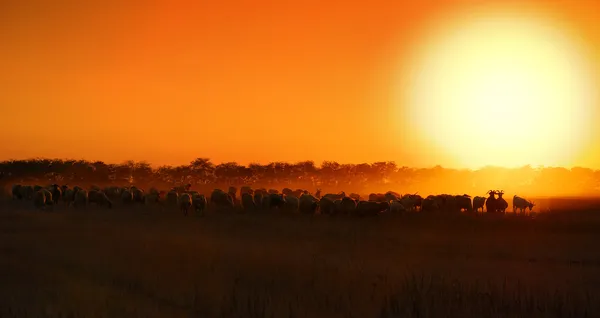Πρόβατα ηλιοβασίλεμα — Φωτογραφία Αρχείου