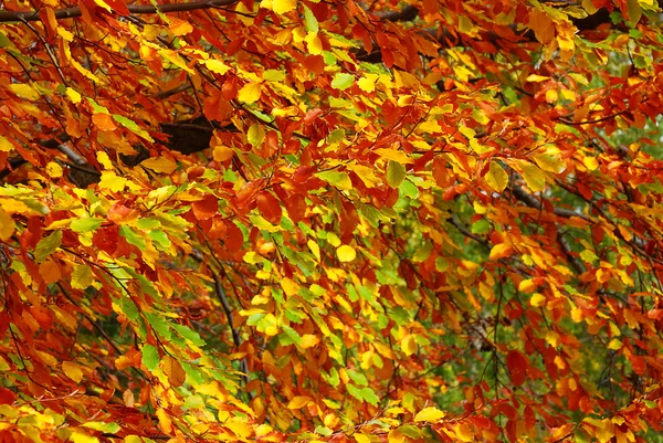 Kleurrijke blad textuur — Stockfoto