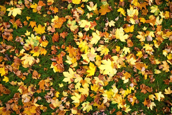 Leafs background texture — Stock Photo, Image