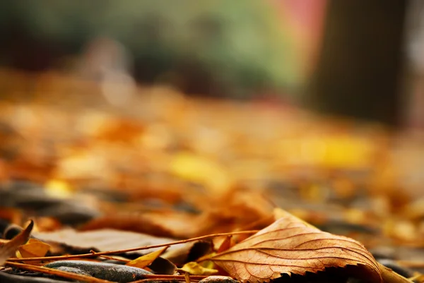 Orange leaf on the ground and defocused — Stock Photo, Image
