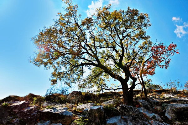 Tree under the deep blue sky — Stock Photo, Image