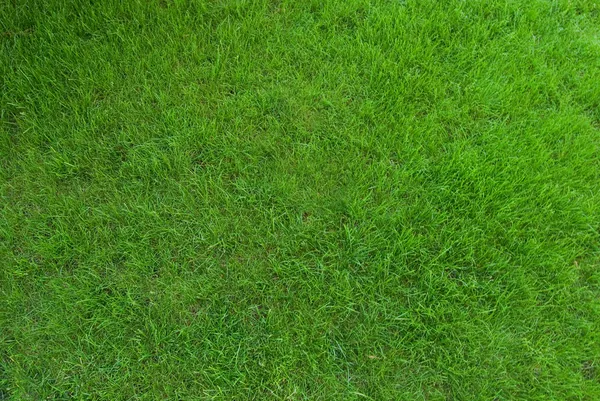 Настоящая зелёная трава — стоковое фото