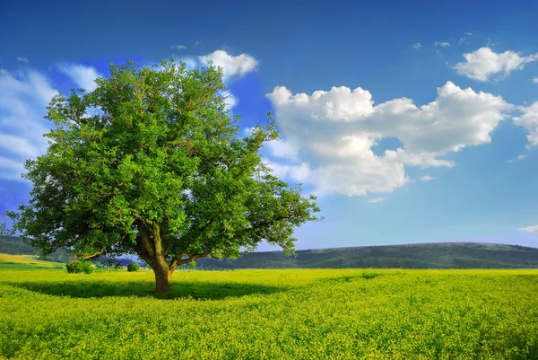 Árvore solitária em um campo amarelo — Fotografia de Stock