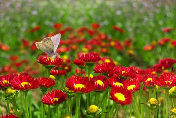 Borboleta em uma flor vermelha. — Fotografia de Stock
