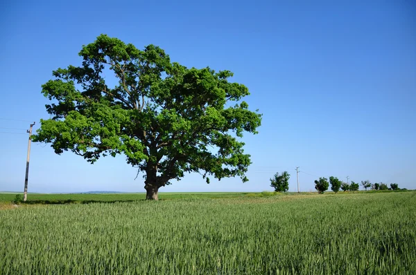 Великі зелені дерева — стокове фото