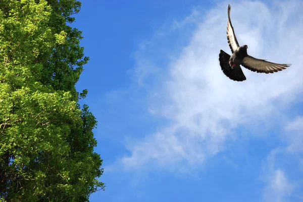Літаючий птах в небі — стокове фото