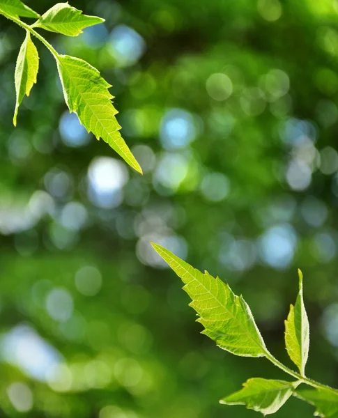 Folhas frescas e fundo desfocado — Fotografia de Stock