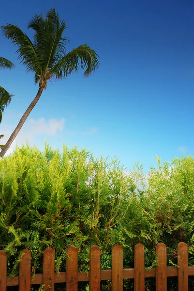 Palm tree, fence and deep blue sky — Stock Photo, Image