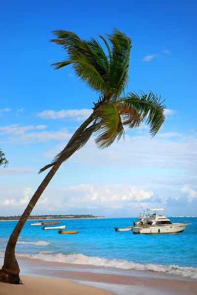 Palmboom en exotische strand — Stockfoto