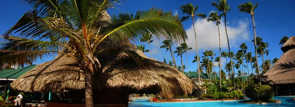 Palma y piscina — Foto de Stock