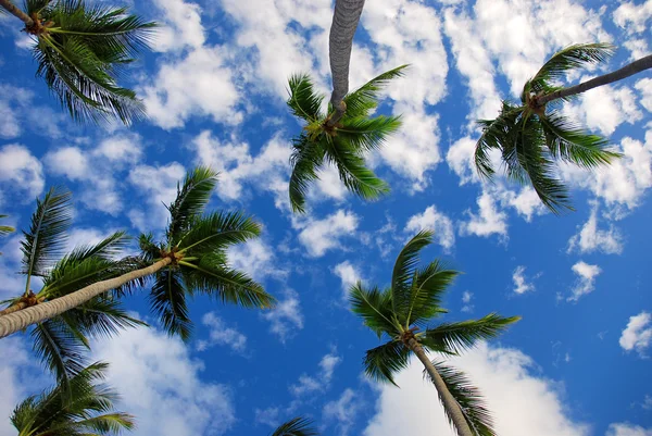 Palmier exotique dans le ciel, Punta Cana — Photo