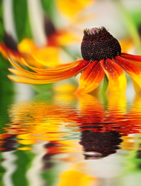 反映在水中的橙色花 — 图库照片
