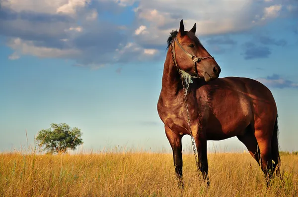 Horse and Field — Stock Photo, Image