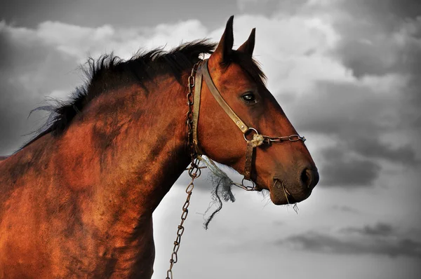 Лошадь с черно-белым фоном — стоковое фото