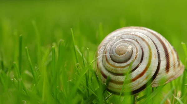 Uma concha de caracol na grama, macro — Fotografia de Stock