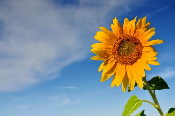 Beautiful sunflowers with deep blue sky — Stock Photo, Image
