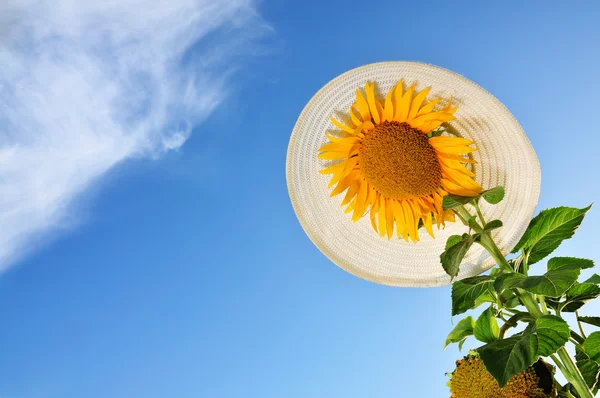 Beautiful sunflowers with blue sky — Stock Photo, Image