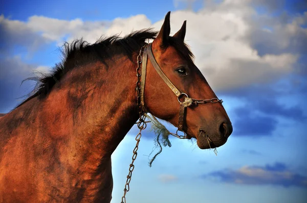 Cavallo e nuvole — Foto Stock