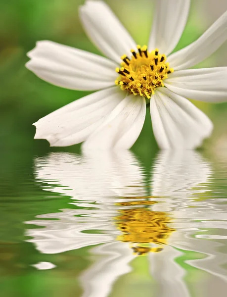 Closeup daisy white odráží — Stock fotografie