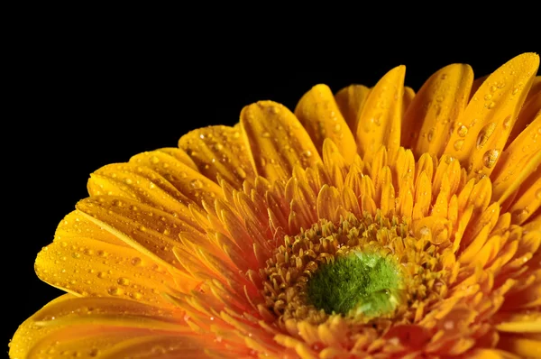 Amarelo Daisy Gerbera Flor — Fotografia de Stock