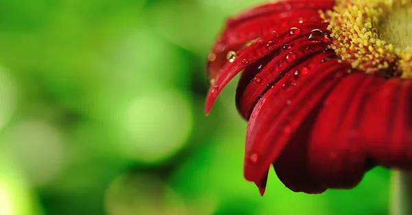 Beautiful Daisy with raindrops Dof — Stock Photo, Image